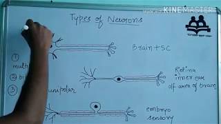 Types of neuronspseudounipolar bipolar multipolar [upl. by Quin548]