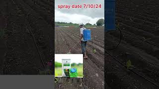 ಬಾಳೆಗೆ ಮೊದಲ ಸ್ಪ್ರೇ Banana first spray organic addshop agriculture [upl. by Yelnahs]