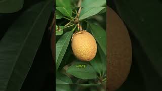 Discover Sapodilla – The sweet taste of nature [upl. by Brianna]