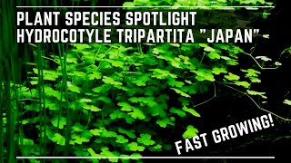 Plant Species Spotlight  Hydrocotyle Tripartita quotJapanquot  Care Guide [upl. by Talich]