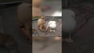 Pelican Tries to Eat Capybara [upl. by Neraj]