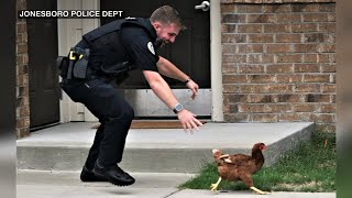 Police pursue unusual suspect in Arkansas a chicken [upl. by Alveta]