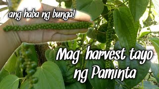 Paano ang Pagpitas ng Paminta ano dapat tandaan  How to harvest Black Pepper [upl. by Etnoel]