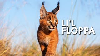 Caracal King of the Flop [upl. by Arreis]