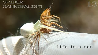 Successful hunt Flower crab spider caught a lynx spider [upl. by Hallimaj69]