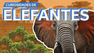 20 Curiosidades sobre Elefantes 🐘  Criaturas extraordinarias [upl. by Gomer]