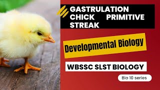 Chick Gastrulation Dev Bio WBSLST Zoology [upl. by Still]