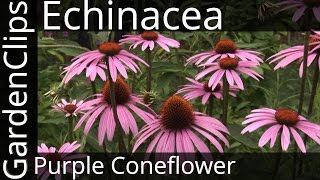 Echinacea Purpurea  Purple Coneflower  Growing Echinacea [upl. by Erleena]