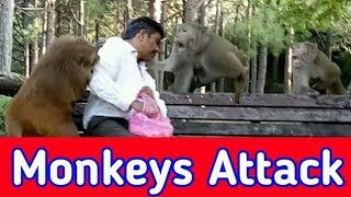 Monkey Attack Man  monkey video  monkey fight [upl. by Eicrad116]