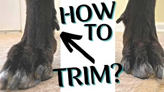 How To Trim The Dew Claws On A Dog [upl. by Keeton611]