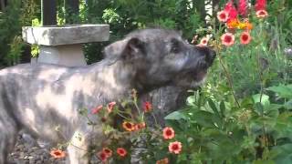 60 Seconds Of Cute Irish Wolfhound Puppies [upl. by Muhammad]