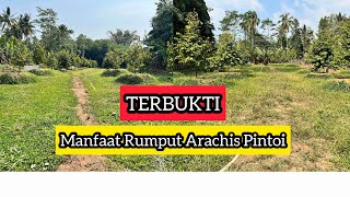 Inilah Manfaat Rumput Arachis Pintoi Dimusim Kemarau Untuk Kebun Durian Kita [upl. by Hartmann]