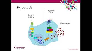 Detecting Cell Death Apoptosis Pyroptosis Autophagy and Necrosis [upl. by Yrrej]