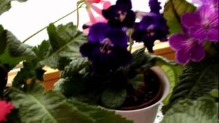 Meine Streptocarpus 062012 [upl. by Seiter]