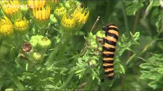 The Cinnabar Moth and Ragwort by Paul Edwards [upl. by Nywloc]