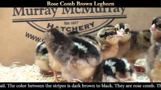 Rose Comb Brown Leghorn Chicks [upl. by Cordalia]