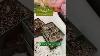 My Seedlings Died gardening101 gardener gardeningtips gardeningideas garden cuttinggarden [upl. by Devi]