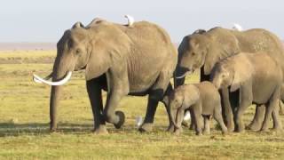 Amboseli elephants  up close [upl. by Lise507]