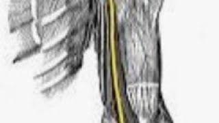 Understanding Median Nerve Anatomy and function medicalstudent [upl. by Anuhsal]