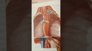 oesophagus Extension Constriction  blood supply [upl. by Esilehc]