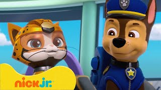 PAW Patrol  PAW Patrols beste Cat Packreddingen en avonturen  Nick Jr Nederlands [upl. by Royden605]