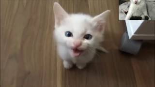 Chat Qui Miaule En Colère  Compilation [upl. by Otrevlig]