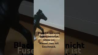 Leitungswassermyshort shots youtubeshort schleichhorses fohlen DOGDAYLOVEALL01 [upl. by Rolfe]