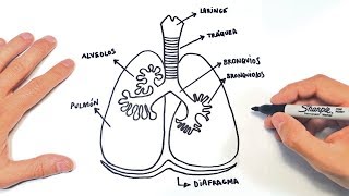 Como dibujar el Sistema Respiratorio [upl. by Shifra]