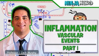 Immunology  Inflammation Vascular Events Part 1 [upl. by Yort306]