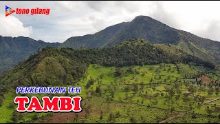 PERKEBUNAN TEH TAMBI WONOSOBO  DRONE VIEW [upl. by Ylliw]