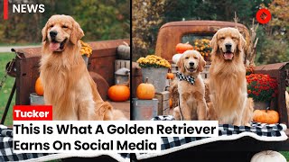 Meet Tucker a Golden Retriever Who Earns More Than Rs 8 Crore Per Year From Social Media [upl. by Arhsub]