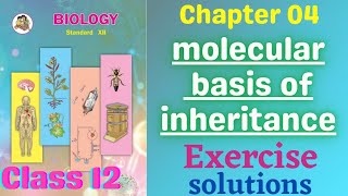 Molecular Basis of Inheritance class 12 biology chapter 4 Exercise solutions [upl. by Eadnus]