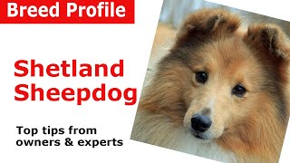 Shetland Sheepdog quotSheltiequot Dog Breed Guide [upl. by Henebry]