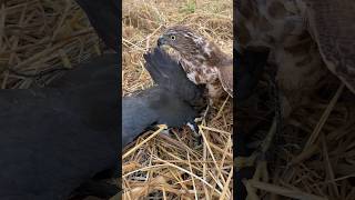 Falcon Hunting Birds birds falcon wildlife hunting animals eagles hawk attack shorts [upl. by Vachell782]