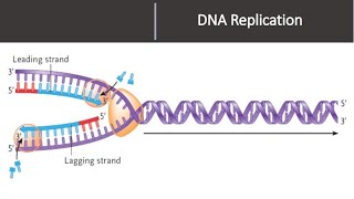 DNA REPLICATION [upl. by Sadonia]