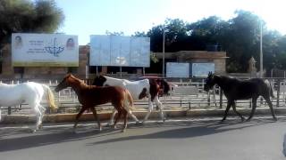 Maharawal brijraj singh ji jaisalmer horses [upl. by Casady]