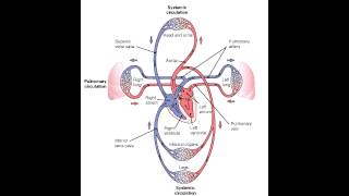 Pulmonary Vs Systemic Circulation [upl. by Aivekal]