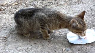 Abandoned cat rescue  Lucky Kitty a chance at life Rescued by Howl Of A Dog [upl. by Nomrej]