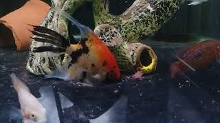 Feeding blood worms to my cichlid tank  Oscars  red jewel parrot angel  Dipayan Aquatics [upl. by Srednas]