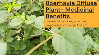 Boerhavia diffusa planthealth benefits red spidering pigweed hogweed purnava [upl. by Yrffej]