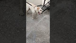 shortvideo labradoor funnyvideo [upl. by Sitoiganap]