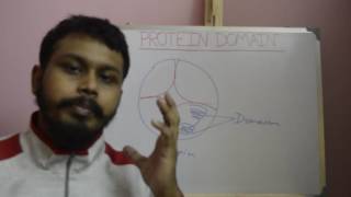 Protein domain  difference between protein domain and motifs  protein subunitdomainmotif concept [upl. by Samford]