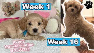 Maltipoo Puppy Growing Up  Week 1 to Week 16  Puppy Transformation [upl. by Trina]