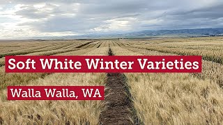 Soft White Winter Varieties in Walla Walla WA [upl. by Goldina]