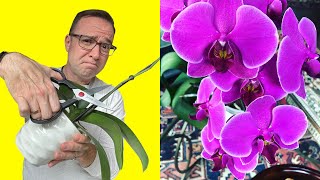 Where To Cut Orchid Stem After Flowers Fall Off [upl. by Hamas]