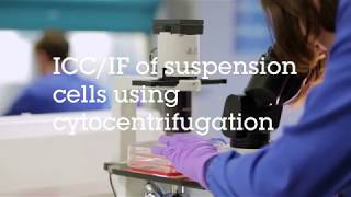 ICCIF of suspension cells using cytocentrifugation video protocol [upl. by Nodnelg]