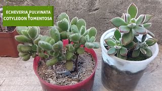 Echeveria Pulvinata e Cotyledon Tomentosa Patinha de Urso [upl. by Demah189]