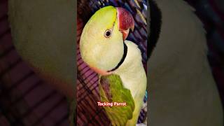 alexandrinetalkingparrot trending petbird ytshorts shorts funny short [upl. by Ahnavas]