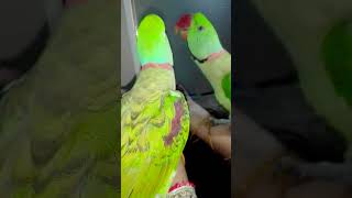 Beautiful Talking Alexander Parrot Posing In Mirror 😂😂 petbird alexandrineparrot talkingparrot [upl. by Taam]