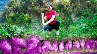 Harvest Purple Yam Goes To Market Sell  Gardening And Cooking  Lý Song Ca [upl. by Nilesoy]